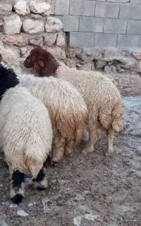 بره
