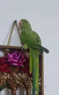 ملنگو