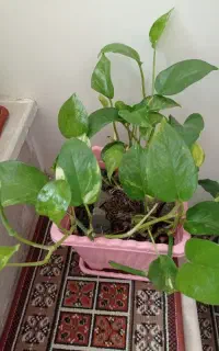 گل پتوس وکاکتوس