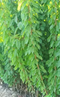 نهال گیلاس خوشه ای و تکدانه