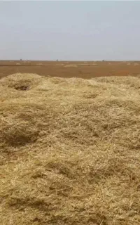 فروش ۶۰ باک کاه