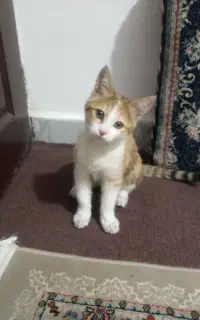 واگذاری گربە