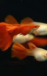 ماهی زینتی کالر گوپی