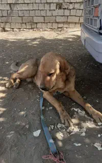 سگ پژدر