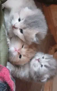 گربه بریتیش چین چیلا لانگ هیر