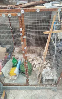 قفس آهنی باقوطی دو دردو