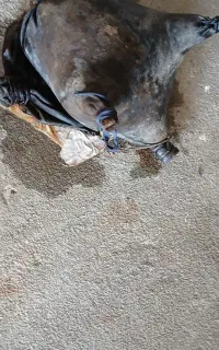 مشک آب