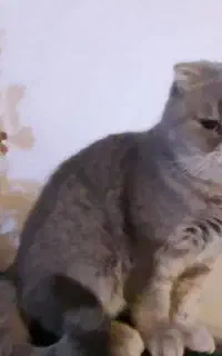 گربه ماده اسکاتیش  شناسنامه دار