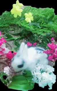 خرگوش امریکایی