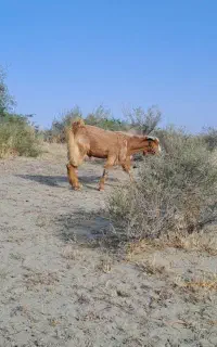 نری زیر یع سال فروشی