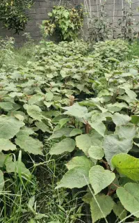 نهال کیوی