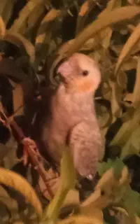 پرنده