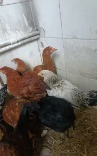جوجه طبیعی