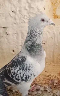 کبوتر
