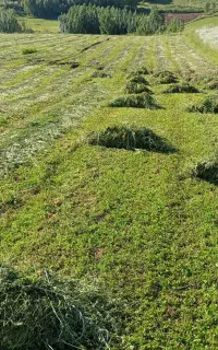 شبدرچین1