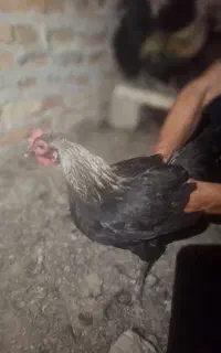 مرغ تخم گذار خروس جوان و جوجه