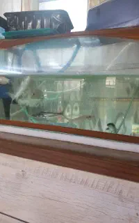 ۶تا ماهی