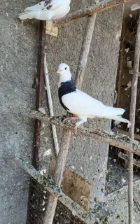 طوقی ماده