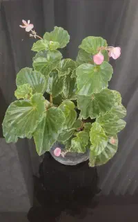 حراج گل طبیعی