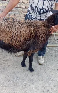 گوسفند هترو