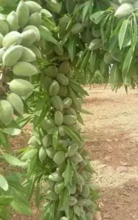 خریدار بادام سبز