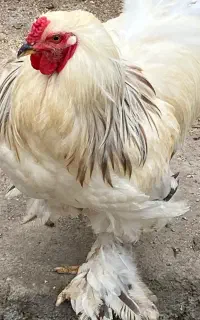 خروس ومرغ برهما