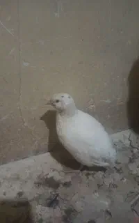 بلدرچین بالغ ۶۰روزه سالم زرقان