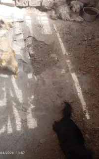 چهار سگ با نژاد های مختلف به فروش میرسد.