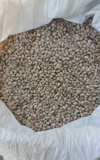 لو بیا چتی تازه چین امسال