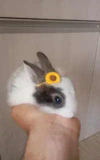 خرگوش