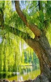 خریدار چوب