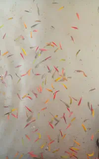 فروش ماهیان زینتی تیراژ بالا