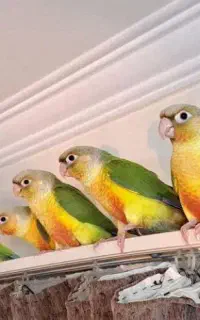 گرینچیک برزیلی.عروس هلندی جشنواره