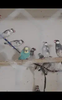 مرغ عشق نر زیبا