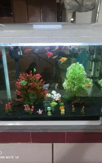 آکواریوم AQUA