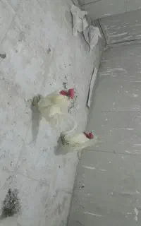 خروس