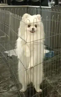 گمشده