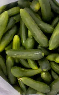 خیار سبز شوری