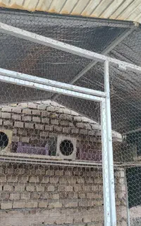 لونه کبوتر