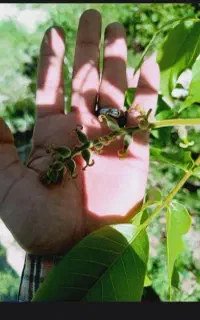 پیوند گردو دیرگل