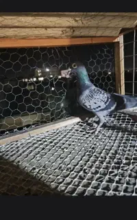 ماده سبز سمت بعثت و جمهوری باخت خورده