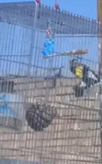 سهره پابه مست عروسک