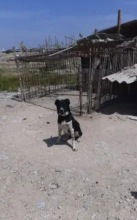 سگ خوب و جوان