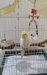 عروس هلندی نر .پرنده .سخنگو
