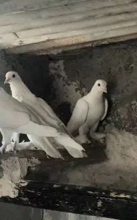 با سلام ۷عدد کبوتر