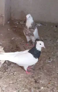 کفتر طوقی