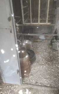 قفس پرنده