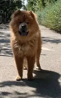 سگ  چاوچاو
