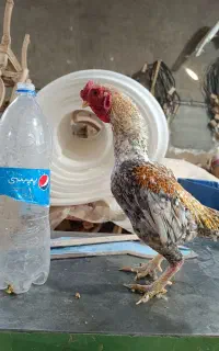 لاری مینیاتوری آلمانی اصیل
