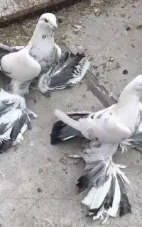 کبوتر پاپر سگی